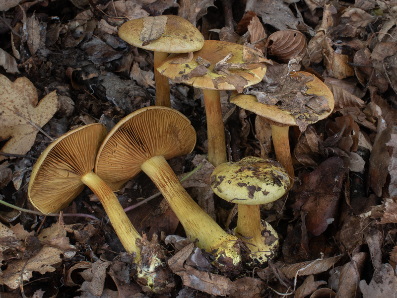 Cortinarius joguetii